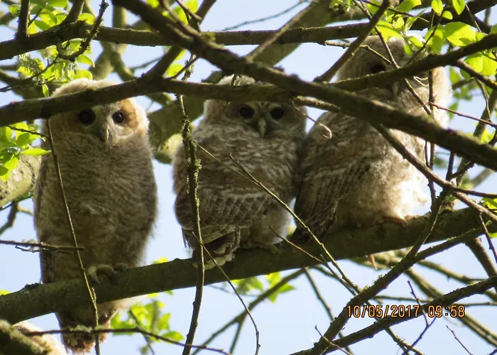 Daire Rhoenbergblick