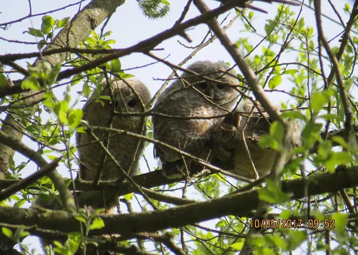 Rhoenbergblick Daire Oberweid