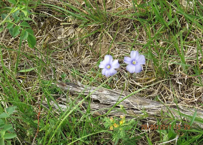 Daire Rhoenbergblick